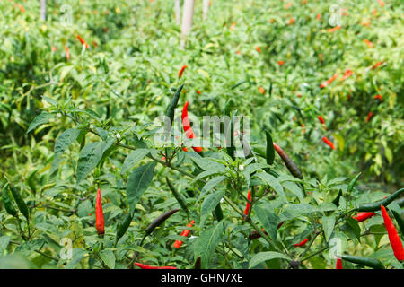 Chili L'œil de l'oiseau avec champ de fruits mûrs en rouge Banque D'Images