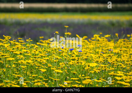 Bleuet bleu dans une mer de fleurs sauvages jaune Banque D'Images