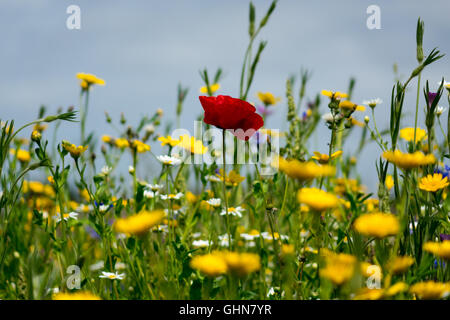 Pavot Rouge en jaune les fleurs sauvages Banque D'Images