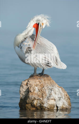 Pélican frisé Pelecanus crispus Grèce Banque D'Images