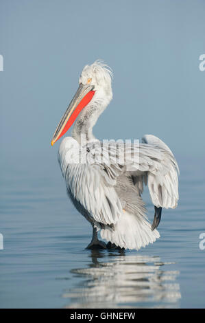 Pélican frisé Pelecanus crispus Grèce Banque D'Images