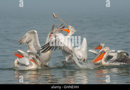 Pélican frisé Pelecanus crispus Grèce Banque D'Images