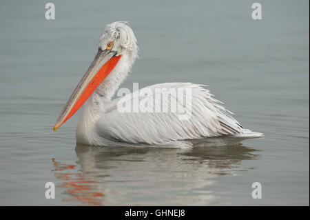 Pélican frisé Pelecanus crispus Grèce Banque D'Images