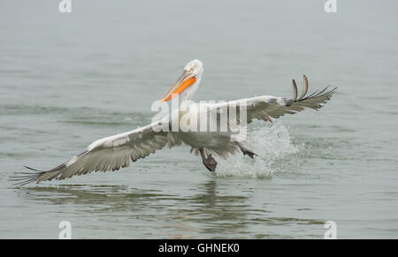 Pélican frisé Pelecanus crispus Grèce Banque D'Images