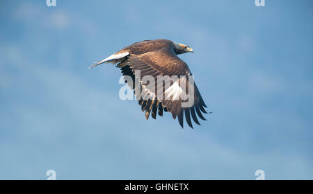 Aigle royal Aquila chrysaetos Bulgarie Banque D'Images