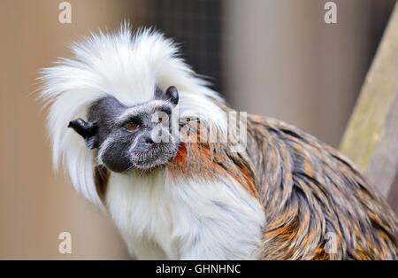 Gros plan du singe Tamarin top en coton. Nom latin Saguinus oedipus. Singe Tamarin vivent dans les forêts tropicales d'Amérique du Sud et t Banque D'Images