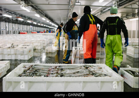 Les pêcheurs de la mer du Nord atterrissent leurs prises d'églefin fraîchement pêchés qui seront vendues au marché du poisson dans le port de Peterhead. Banque D'Images