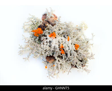 Pin Nain, de lichens, de mousses, de plantes à feuilles persistantes pour la préparation des compositions à base de plantes (alpinary) Banque D'Images