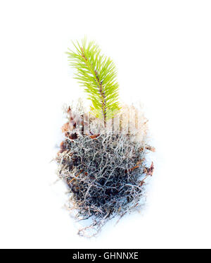 Pin Nain, de lichens, de mousses, de plantes à feuilles persistantes pour la préparation des compositions à base de plantes (alpinary) Banque D'Images