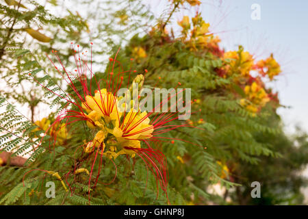 Caesalpinia gilliesii, nom commun - oiseau du paradis fleur jaune Banque D'Images