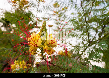 Caesalpinia gilliesii, nom commun - oiseau du paradis fleur jaune Banque D'Images