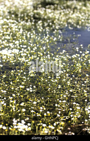 Beau tapis de fleurs renoncules aquatiques (Ranunculus acris) de l'étang. Milieu de l'été Banque D'Images