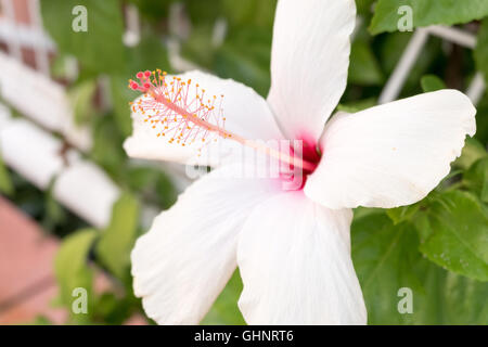 Fleur d'Hibiscus fleur d'hibiscus blanc.. Fleur blanche fleur d'Hibiscus Banque D'Images