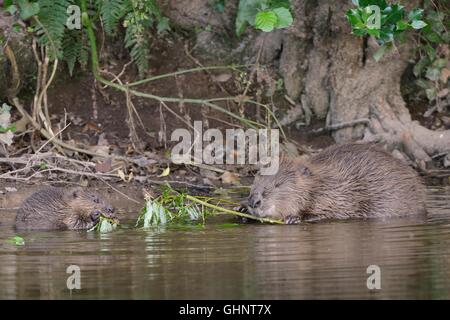Le castor d'Eurasie (Castor fiber) mère et une de ses petits parcourt un saule arbrisseau elle a coupé sur la Loutre de rivière, Devon, UK. Banque D'Images