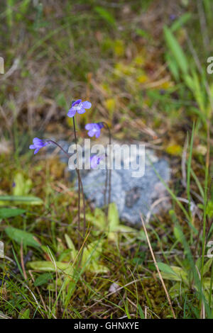 Grassette commune (Pinguicula vulgaris) Banque D'Images