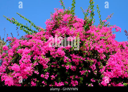 Fleurs de bougainvilliers roses contre le ciel bleu Banque D'Images