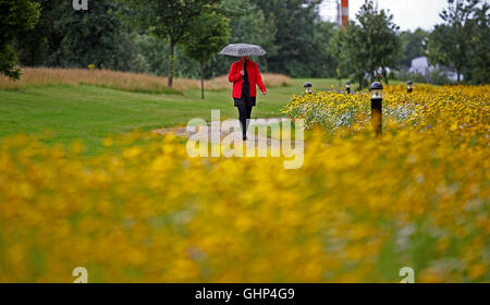 Une femme marche sous la pluie à travers une mer de fleurs sauvages en fleurs à Liverpool City Quay Apartments. Banque D'Images