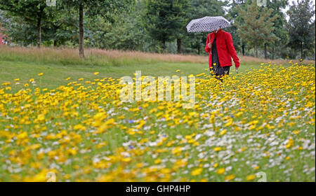 Une femme marche sous la pluie à travers une mer de fleurs sauvages en fleurs à Liverpool City Quay Apartments. Banque D'Images