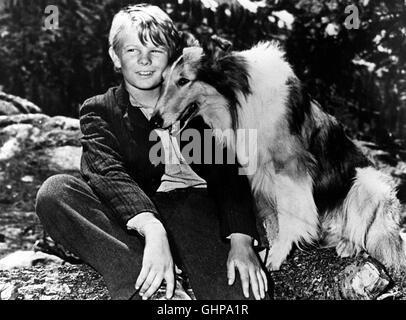 Lassie und die Goldgräber Jonathan ist ein Goldsucher, der gerade dans un canyon dans den 'peint Hills' auf du corps d'or de ist. Jubilierend über seinen plötzlichen personnalit geht zu seinem Partner Jonathan Frank, um ihn über die guten Nachrichten zu informieren. Als er dort ankommt, entdeckt die er, Frank inzwischen ist verstorben und die Lin Taylor, der den Laden von Frank gekauft hat, sein ist neuer Partner. Jonathan Taylor lockt den Canyon en schubst und Ihn über die Klippe. Jonathan treuer Hund findet das Grab und wird zu seines de Herrchens Todfeind Taylors. GARY GRAY - Tommy Blake régie : Banque D'Images