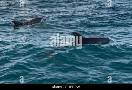 Grands dauphins dans l'archipel de Bazaruto au Mozambique Banque D'Images