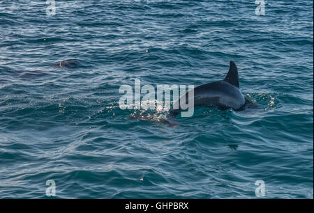 Grands dauphins dans l'archipel de Bazaruto au Mozambique Banque D'Images