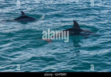 Grands dauphins dans l'archipel de Bazaruto au Mozambique Banque D'Images