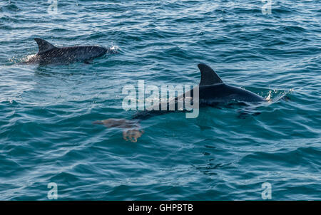 Grands dauphins dans l'archipel de Bazaruto au Mozambique Banque D'Images