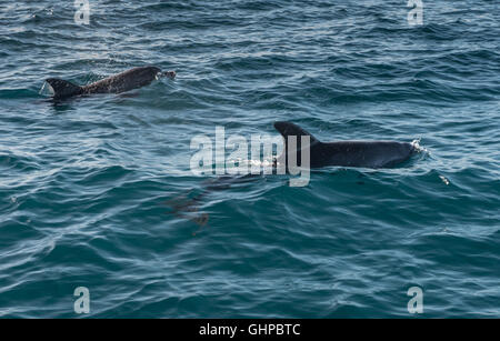 Grands dauphins dans l'archipel de Bazaruto au Mozambique Banque D'Images