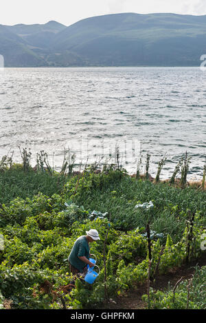Arroser un jardin potager sur les rives du lac d'Ohrid, dans le village de pêcheurs de Lin, près de Pogradeci, sud-est de l'Albanie. Banque D'Images