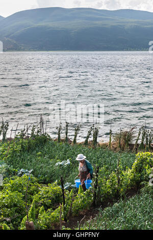 Arroser un jardin potager sur les rives du lac d'Ohrid, dans le village de pêcheurs de Lin, près de Pogradeci, sud-est de l'Albanie. Banque D'Images