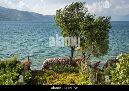 Village des légumes sur les rives du lac d'Ohrid, dans le village de pêcheurs de Lin, près de Pogradeci, sud-est de l'Albanie. Banque D'Images