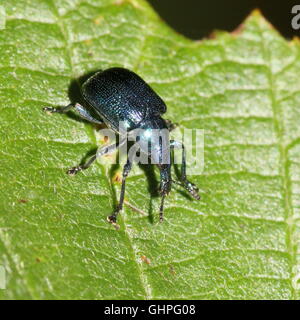 Variété bleue de l'Hazel Leaf-Roller (Charançon Byctiscus betulae), rouleau de feuilles poire aussi Banque D'Images