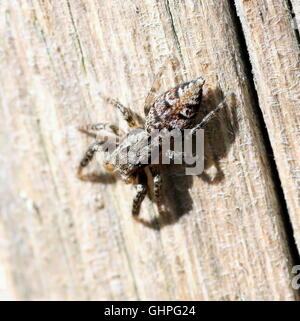 Marpissa muscosa thomisidae européenne Banque D'Images