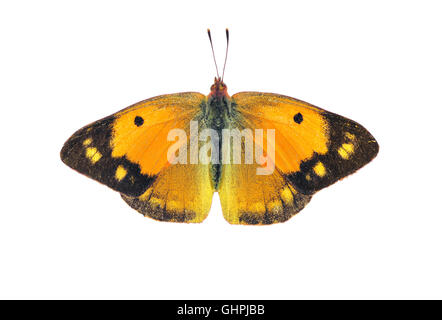 Papillon jaune assombrie sombre - femmes, sur fond blanc Banque D'Images