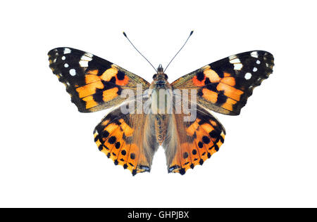 Papillon belle dame, isolé sur fond blanc Banque D'Images