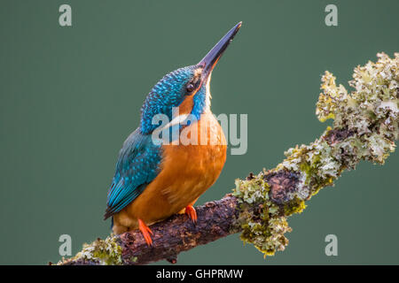 Les femelles de la Kingfisher (Alcedo atthis) perché sur une branche couverte de lichens à la recherche le ciel Banque D'Images