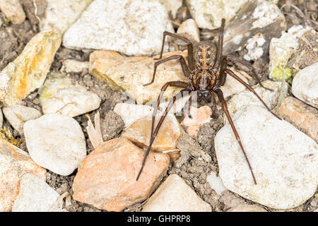 Close up of British House (araignée Tegenaria duellica) . Pris à l'extérieur sur des pierres de macro Banque D'Images