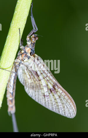 Macro d'un éphémère ou Shadfly accroché à une tige sur un jour de printemps ensoleillé Banque D'Images