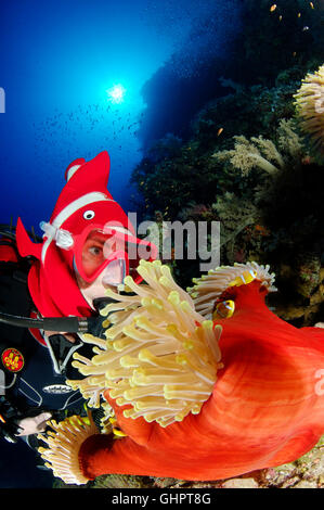 Amphiprion bicinctus Heteractis magnifica, Mer Rouge ou poisson clown à deux bandes ou poissons clowns et scuba diver, Red Sea, Egypt Banque D'Images