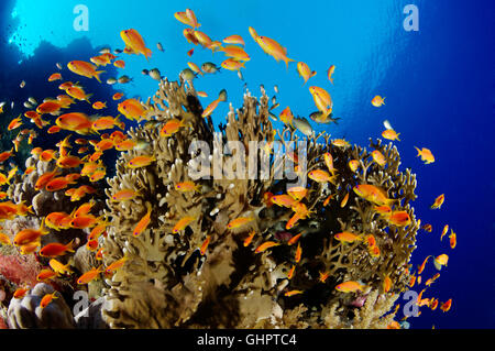 Pseudanthias squammipinnis, École de Goldie, La Mer de Corail Rouge avec des récifs coralliens de la perchaude, Zabargad Reef, El Gubal, Red Sea, Egypt Banque D'Images