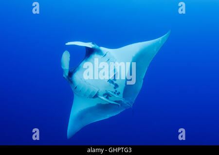 Manta birostris, raie Manta géante, devilray, Little Brother, Brother Islands, frères, Red Sea, Egypt Banque D'Images