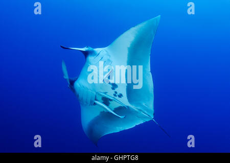 Manta birostris, raie Manta géante, devilray, Little Brother, Brother Islands, frères, Red Sea, Egypt Banque D'Images