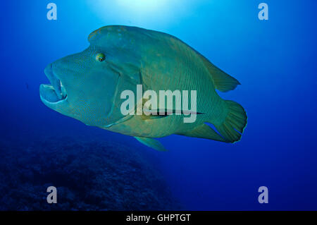Cheilinus undulatus, Napoléon, poisson Napoléon ou Napoléon, petit frère, frère, les îles Brothers, Red Sea, Egypt Banque D'Images