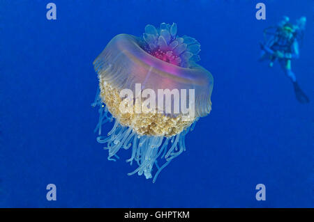 Setouchianum Netrostoma, Crown Jellyfish et scuba diver, Little Brother, Brother Islands, frères, Red Sea, Egypt, Africa Banque D'Images