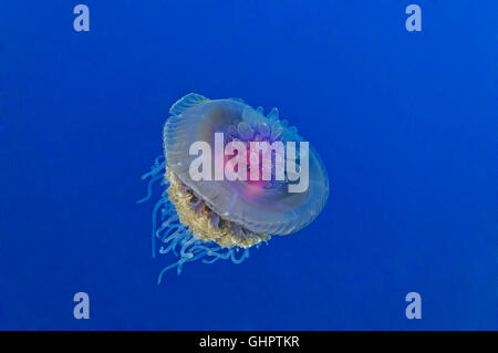 Setouchianum Netrostoma, les méduses, le petit frère, frère, les îles Brothers, Red Sea, Egypt, Africa Banque D'Images