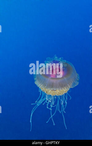 Setouchianum Netrostoma, les méduses, le petit frère, frère, les îles Brothers, Red Sea, Egypt, Africa Banque D'Images