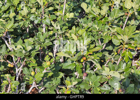 Figs sur les branches d'un vieil arbre fig historique Banque D'Images