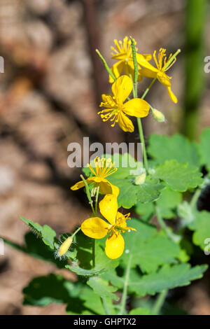 Une plus grande chélidoine (Chelidonium majus, tetterwort, la lapsane commune ou swallowwort ) libre Banque D'Images