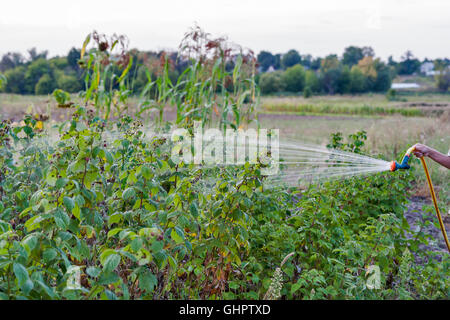 Dans le jardin Arrosage arrosage framboisiers Banque D'Images