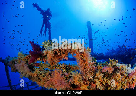 Épave Numidia, plongée sous-marine sur épave, Brother Islands, Frères, grand frère, Red Sea, Egypt, Africa, Africa Banque D'Images